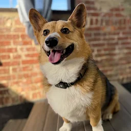 Annual Corgi Halloween Meet Up