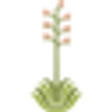 Desert Botanical Garden