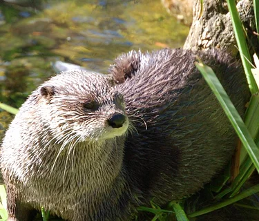 Daily Otter Feeding