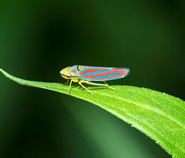 Insect Investigation