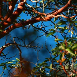 Yost Park Habitat Restoration - Led by Edmonds Stewards