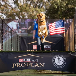 DockDogs® Competitions