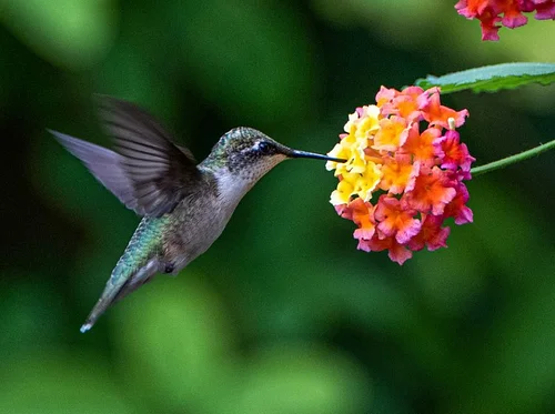 Hummingbird Haven