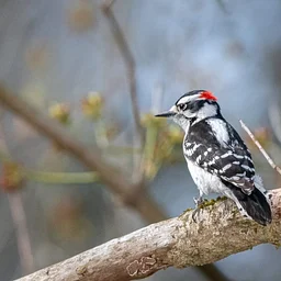 Birding for Beginners