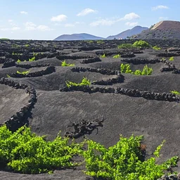 Volcanic Wines