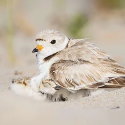Piping Plovers: Pint-Sized Dynamos at Duxbury Beach