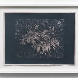 Morning Dew: Cyanotypes and Natural Toners with Mickey Aloisio