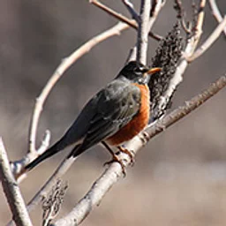 Bird & Nature Adventures
