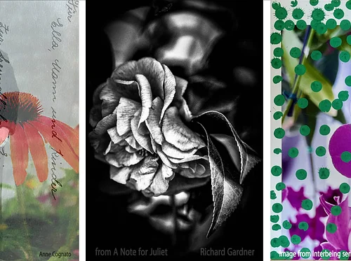 fotofoto gallery presents 3 SOLO EXHIBITIONS of PHOTOGRAPHY by fotofoto gallery Artist Members: ANNE COGNATO • ENNID BERGER • RICHARD GARDNER
