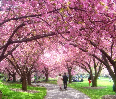 Gardens & Galleries: A Spring Day in Brooklyn