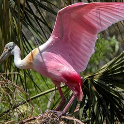 Featured Speaker Florida Conservation in Action: Reflections From the Audubon Assembly