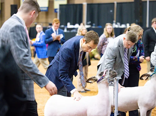 Collegiate Livestock Judging Contest