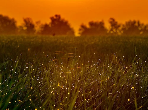 A Frolic with Fireflies