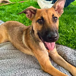 Street Dog Hero Adoption Day