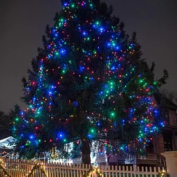 Tree Lighting at Historic Richmond Town