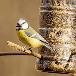 DIY Bird Feeder