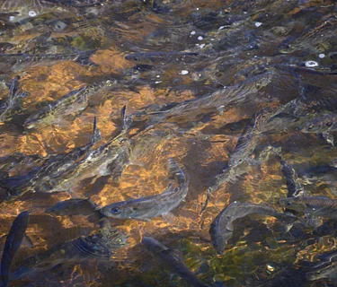 Annual Herring Run Festival (Plymouth)