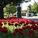 Poppy Peace Garden