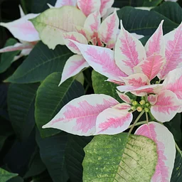 Poinsettia Exhibit