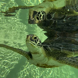 Sea Turtle Presentation
