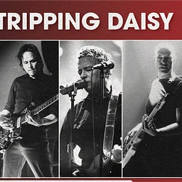Tripping Daisy