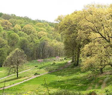 Invasive Plant Management- Churchill Valley Greenway