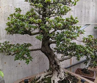 Bonsai Sketching & Drawing Workshop OR How to Draw a Bonsai Tree