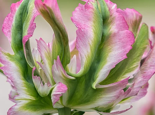 Summer Artisan Series: Floral Arranging