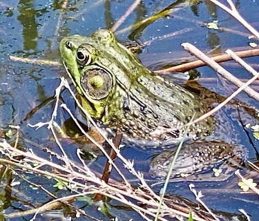 Secrets of the Pond