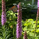 Drink Wine & Plant Native: Habitat Landscaping Workshop
