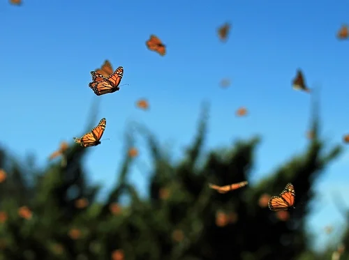 Voices of Migration: An Art & Storytelling Celebration