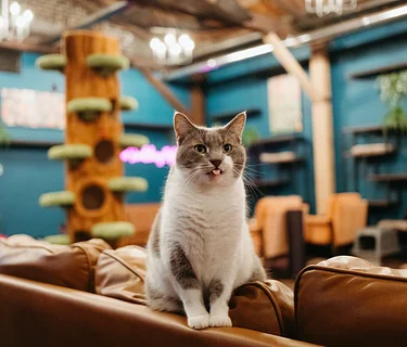 Play with 20+ Adoptable Cats!