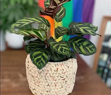 Prana Plants Pop Up