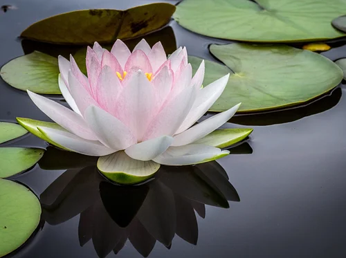 Yoga for Women: Pelvic Health with Dawn Young ERYT, C-IAYT