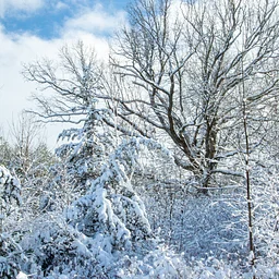 Winter Tree Identification: Trees as Living Stories