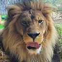 Safari Stuffies