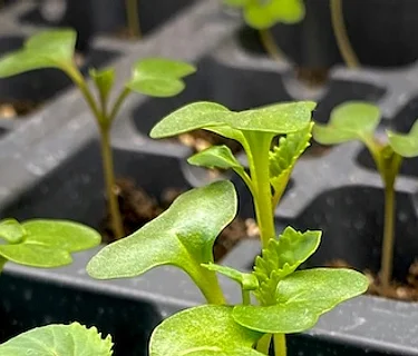 From Landscape to Foodscape: Seed Starting