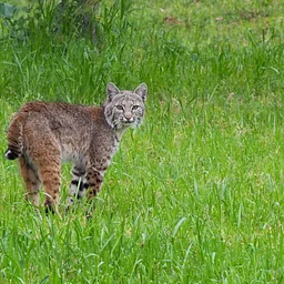 Virginia’s Wildlife – Past and Present- November 14, 2026