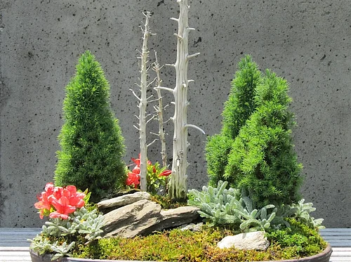 The Art of Bonsai: Cultivating Your Appreciation