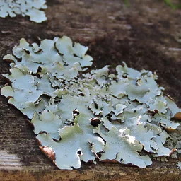 Botany Spotlight: Lichen