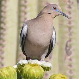 Bird Tours