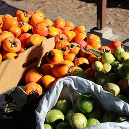 Crop Swap at Lopez Urban Farm