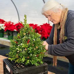 Making and Decorate a Boxwood Tree Workshop
