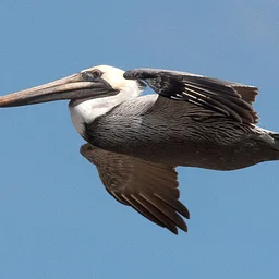 Featured Speaker Series: Jeanette Edwards, Friends of the Pelicans