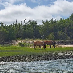 Exploring Coastal Habitats on the Rachel Carson Reserve