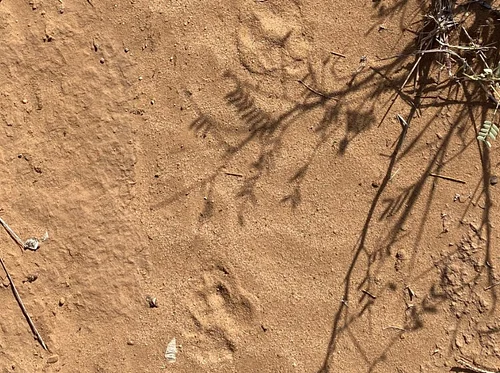 Tracks and Scat: Animal Tracking at the Leonora Curtin Wetland Preserve