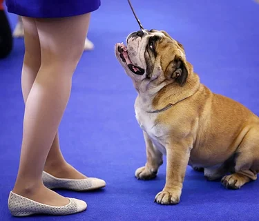 AKC All Breed Dog Show