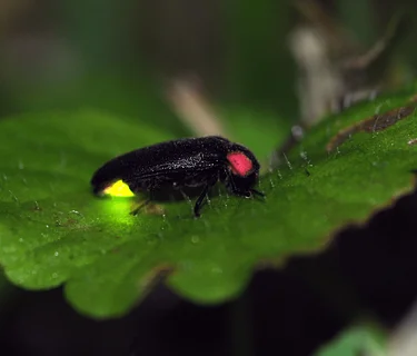 Nightlife at Home: Creating Firefly habitat