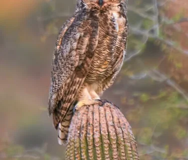 Lecture – Owls of the McDowells