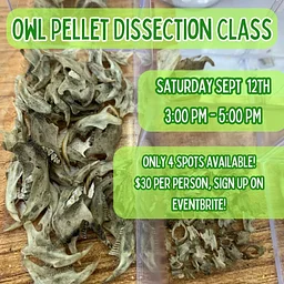 Owl Pellet Dissection Class - September 2026